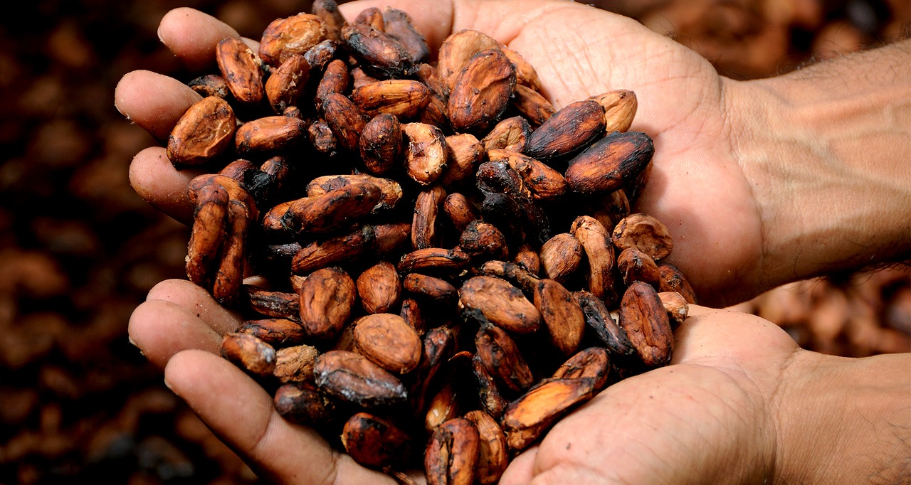 Beneficios del cacao y todas sus propiedades